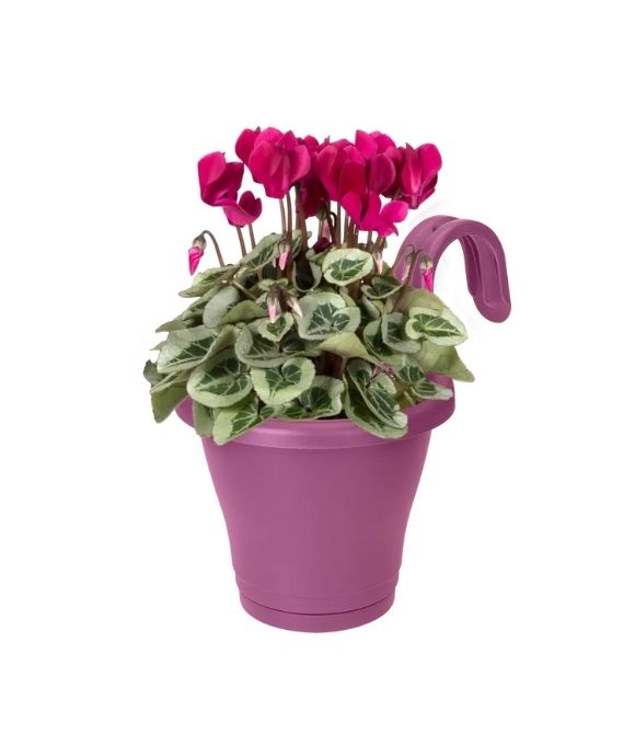 ELHO CORSICA EASY HANGER SINGLE 20 VIVID VIOLET