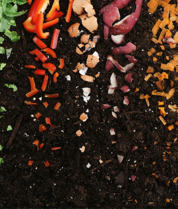 Plant Growth