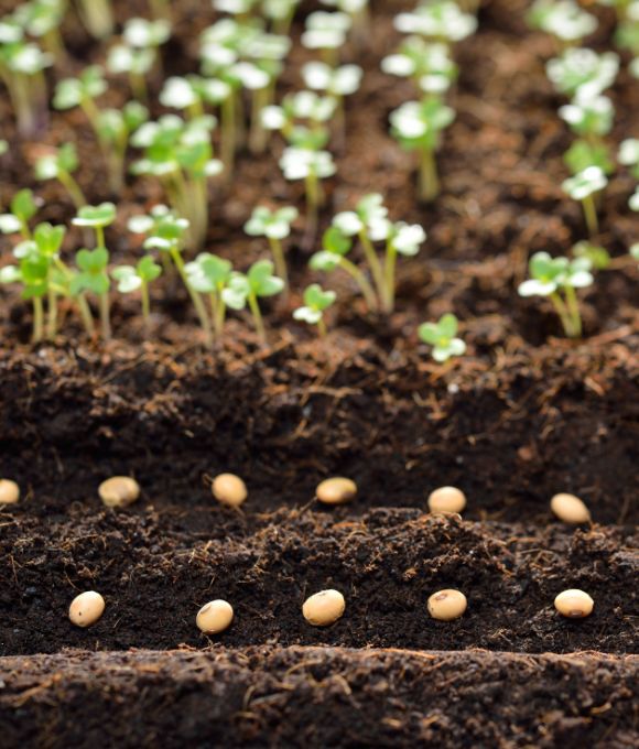 Plant Seed & Feed