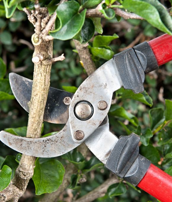 Secateurs