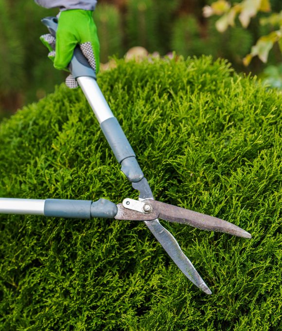 Shears